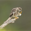 Merlin (Falco columbarius) adult female perched, preening